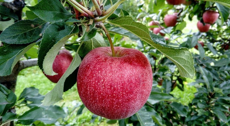 Посадка яблони осенью: основные правила, подходящие сроки и важные рекомендации